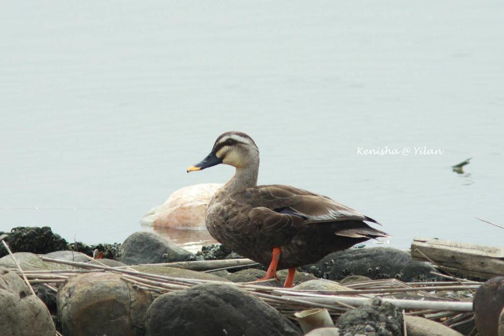 Water Bird Family Appartement Toucheng Buitenkant foto
